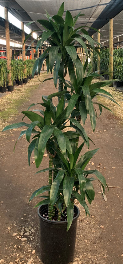 Hawaiian Emerald Dracaena